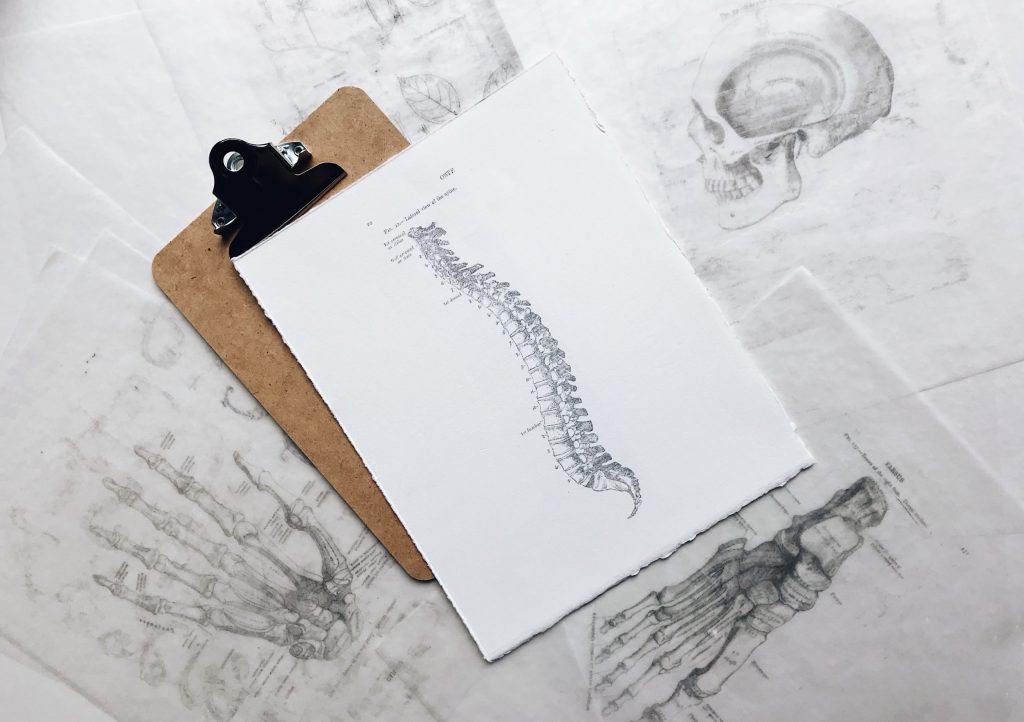 spine spine